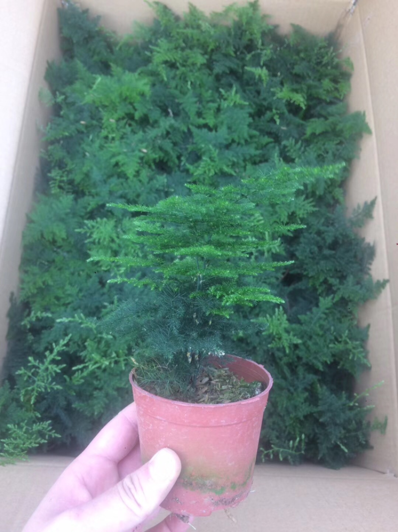 文竹大盆小盆自家大棚一手货源小文竹48装
