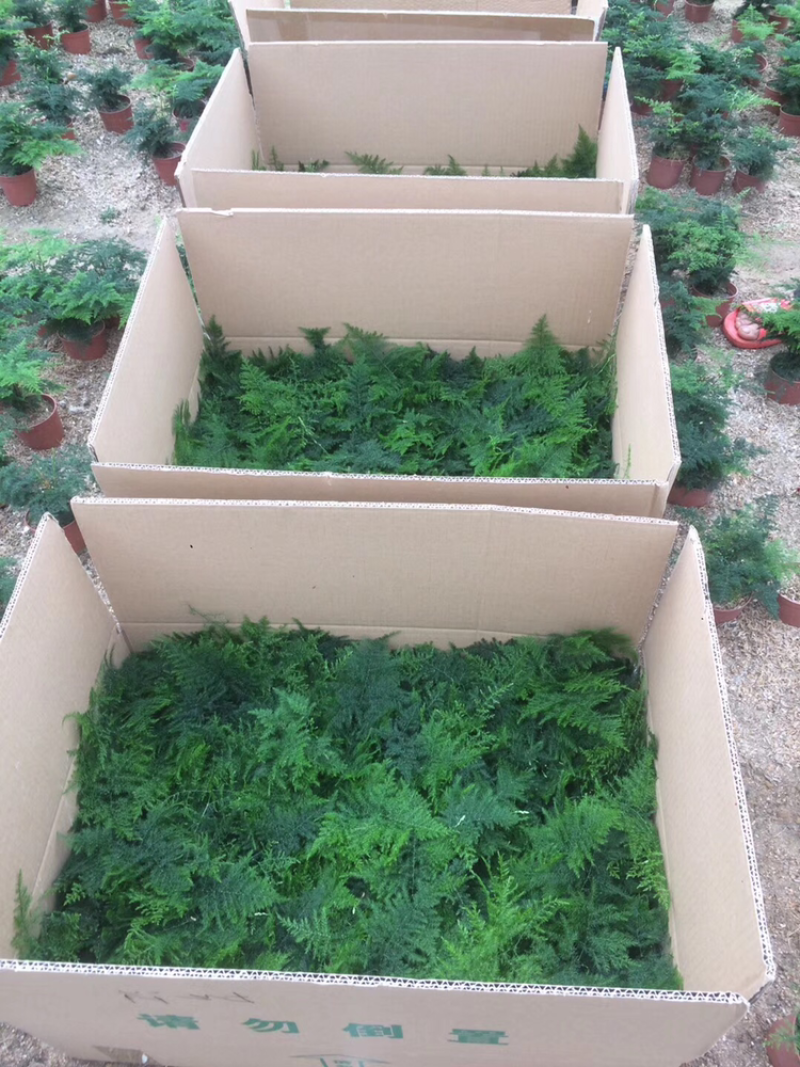 文竹大盆小盆自家大棚一手货源小文竹48装
