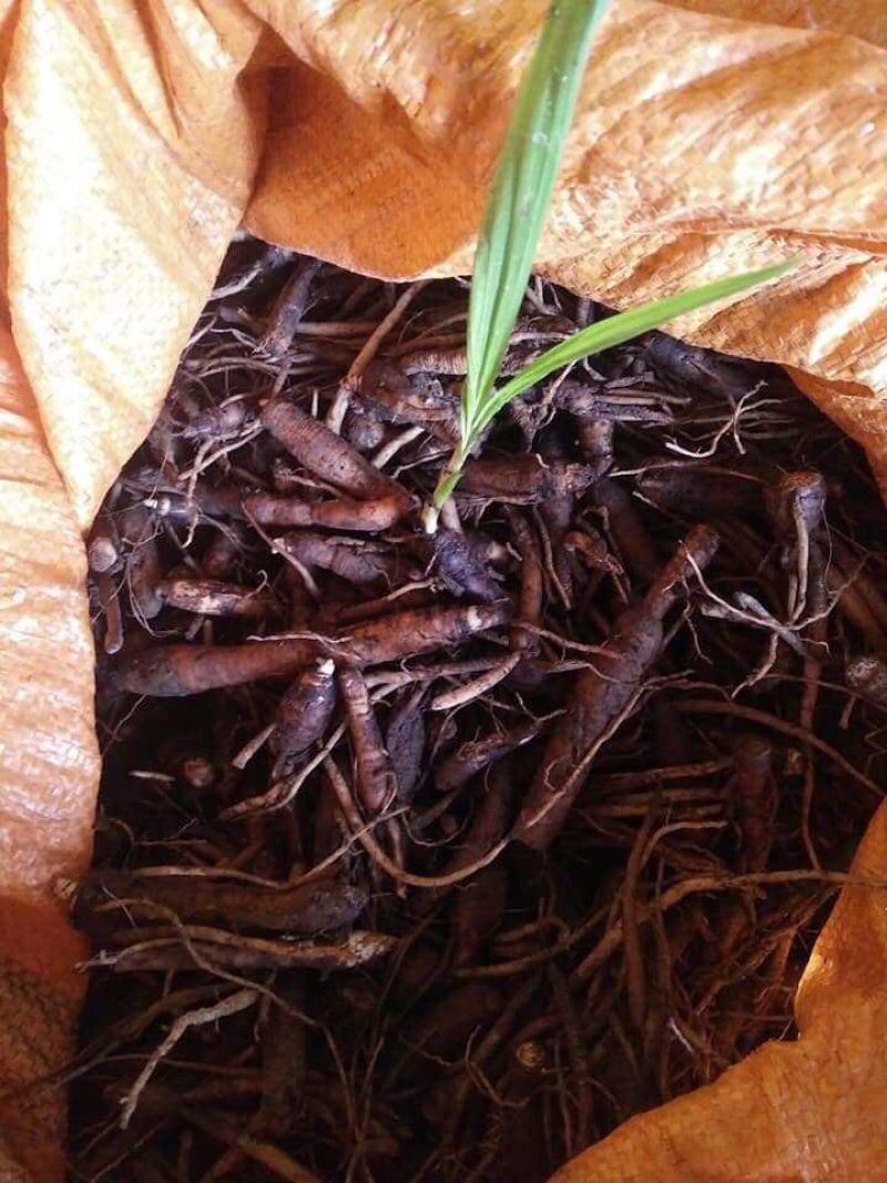 新鲜野生仙茅大量有货