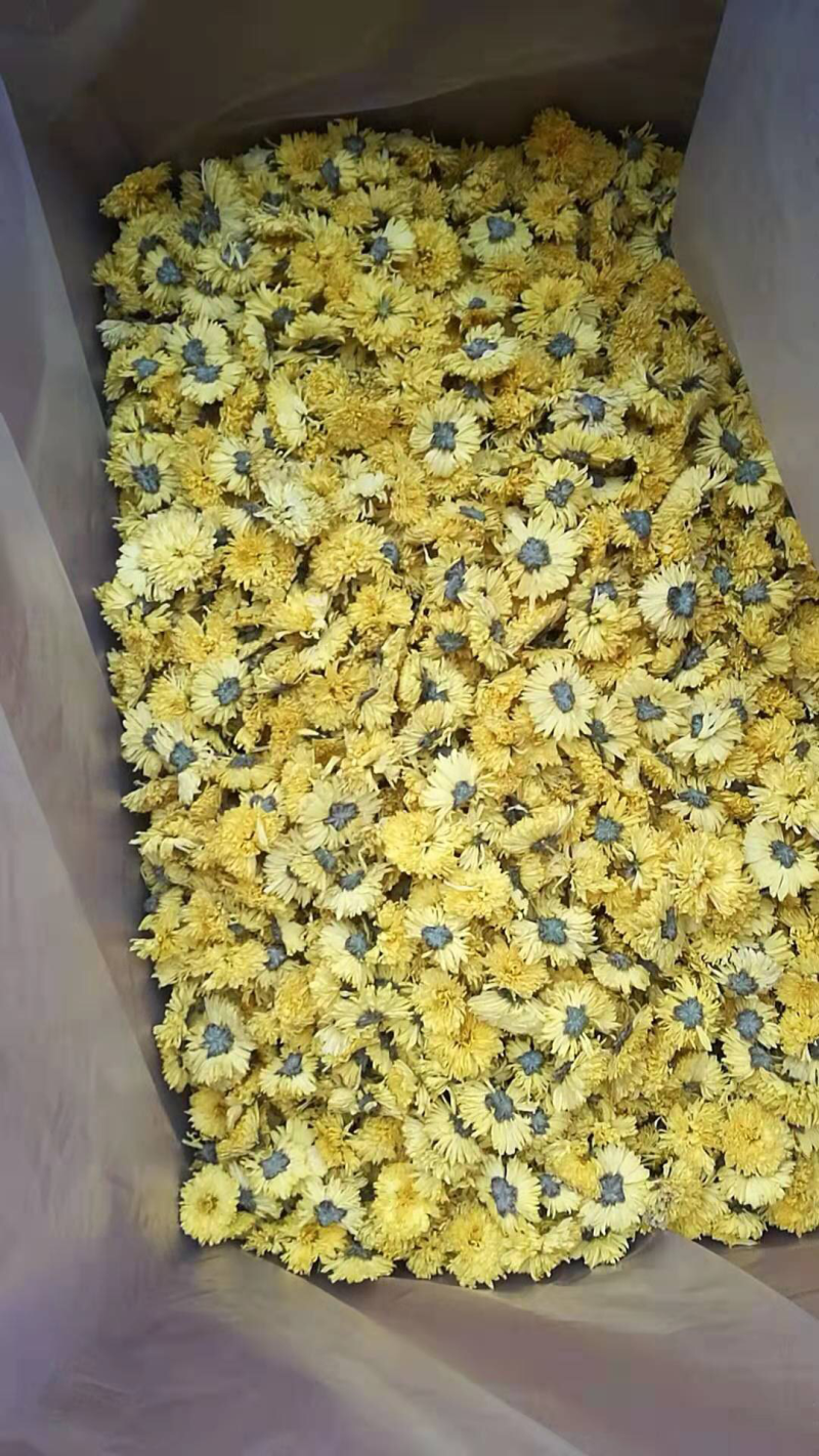婺源皇菊