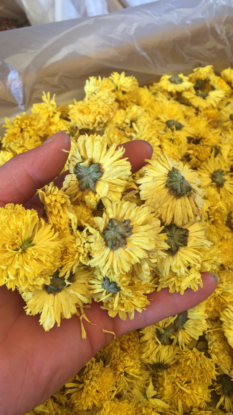 婺源皇菊