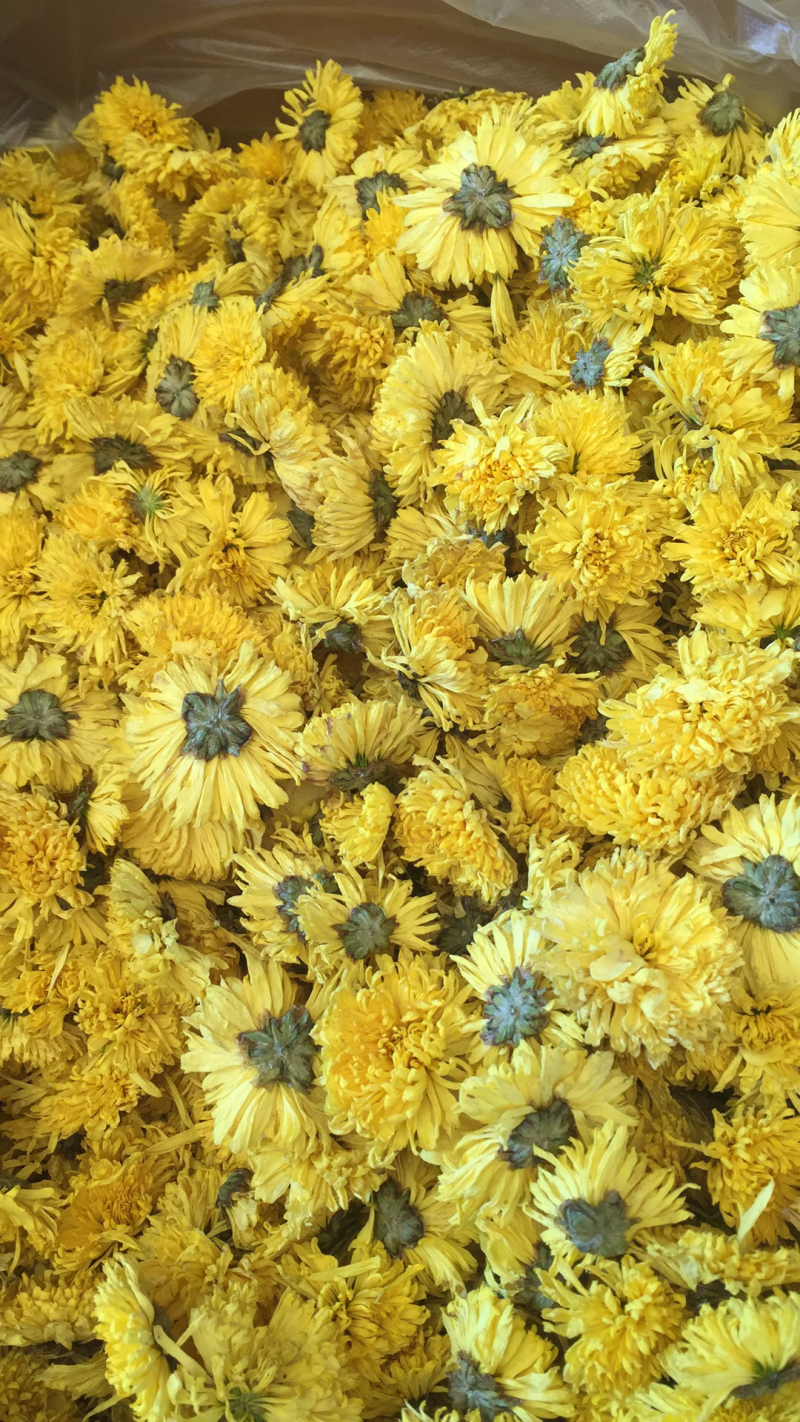 婺源皇菊