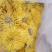 金丝皇菊