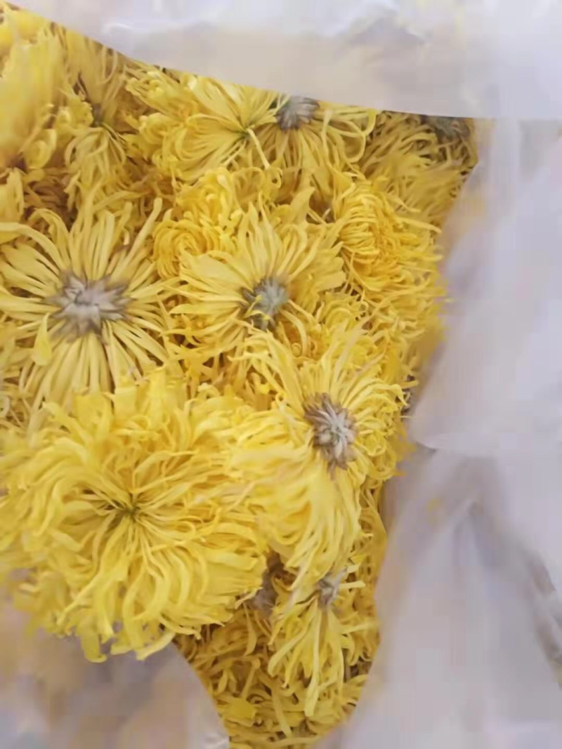 金丝皇菊