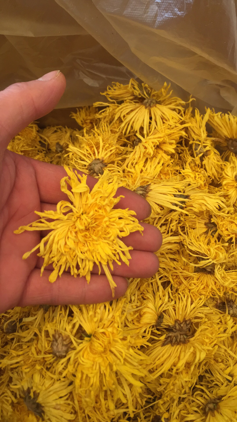 金丝皇菊