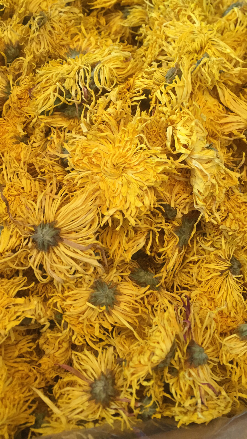 金丝皇菊