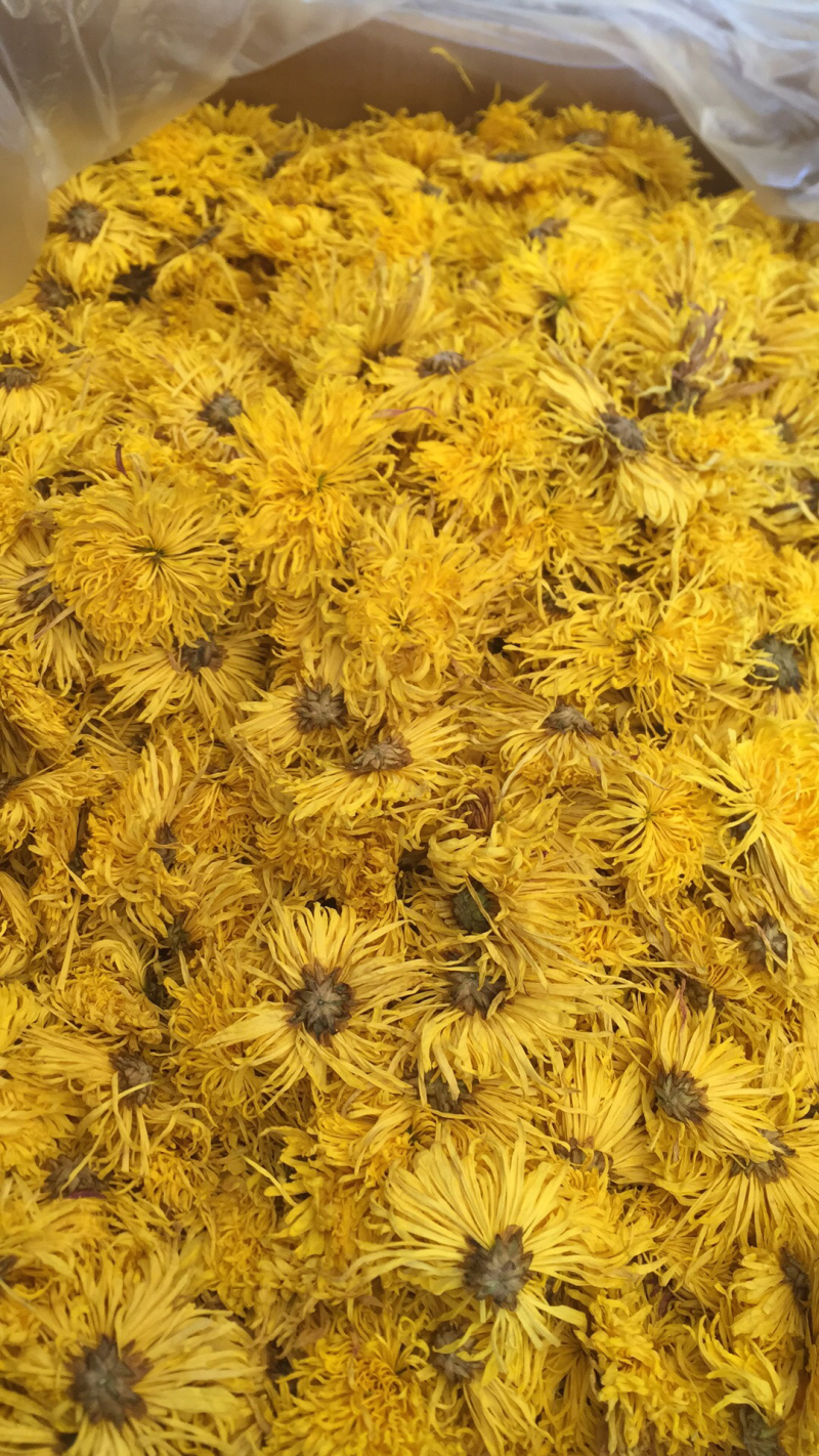 金丝皇菊