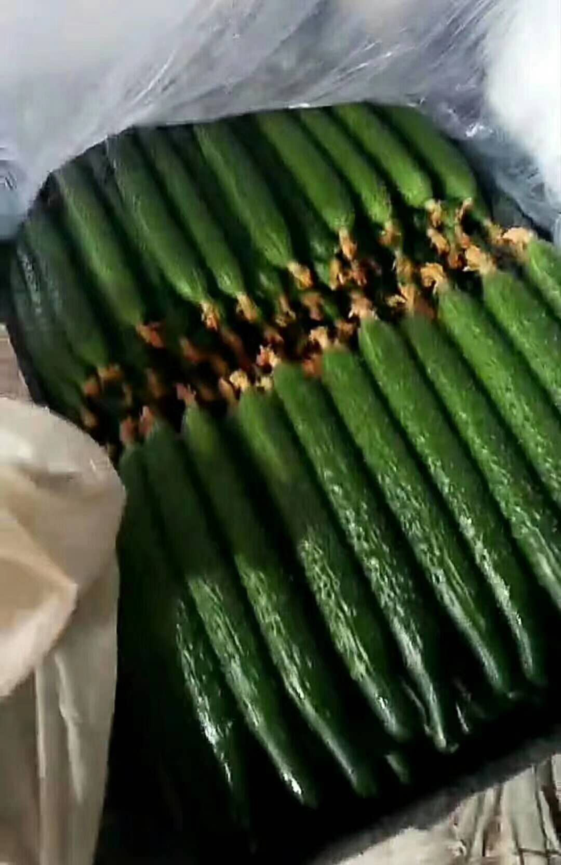 黄瓜，优质密刺黄瓜农家种植，现摘现发，保证新鲜全国发货