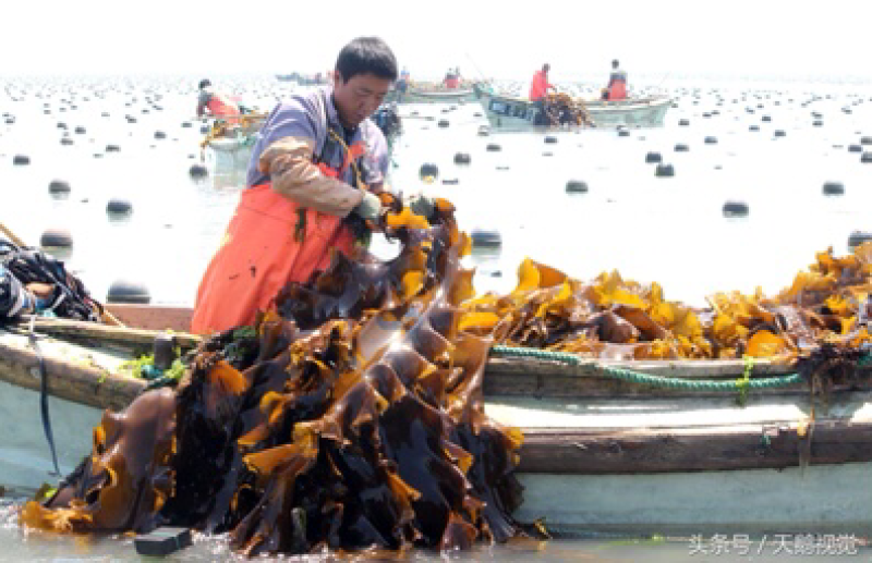 海鲜菜海带基地批发