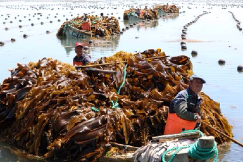 海鲜菜海带基地批发