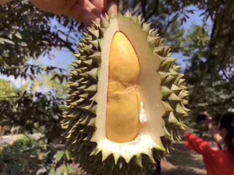 巴掌榴莲
