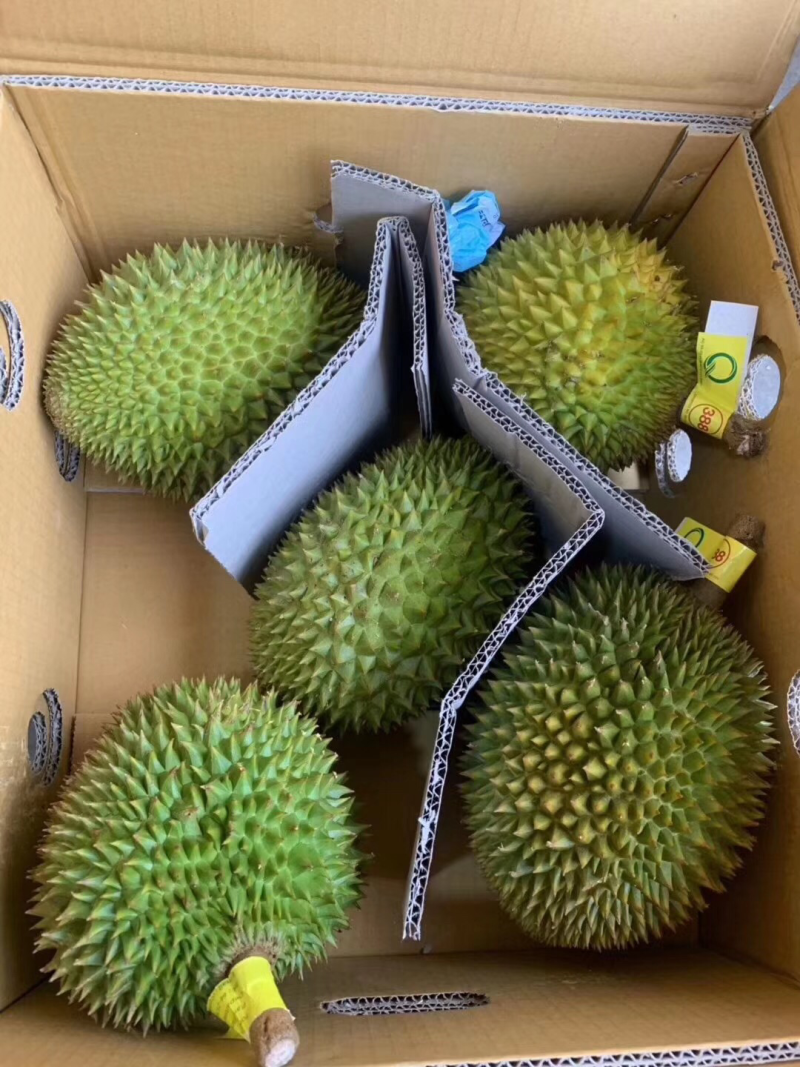 巴掌榴莲