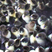 福建鸭苗三番鸭小种白番鸭中种黑番鸭大种多品种