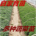 自家育苗多种辣椒苗杭椒苗线椒秧苗辣椒苗盆栽苗青椒朝天椒灯
