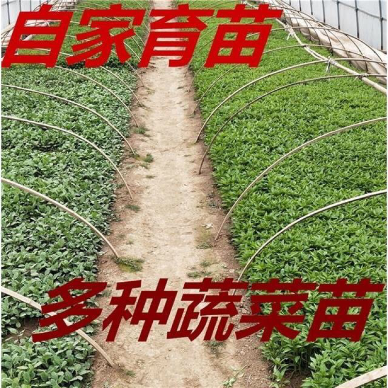 自家育苗多种辣椒苗杭椒苗线椒秧苗辣椒苗盆栽苗青椒朝天椒灯