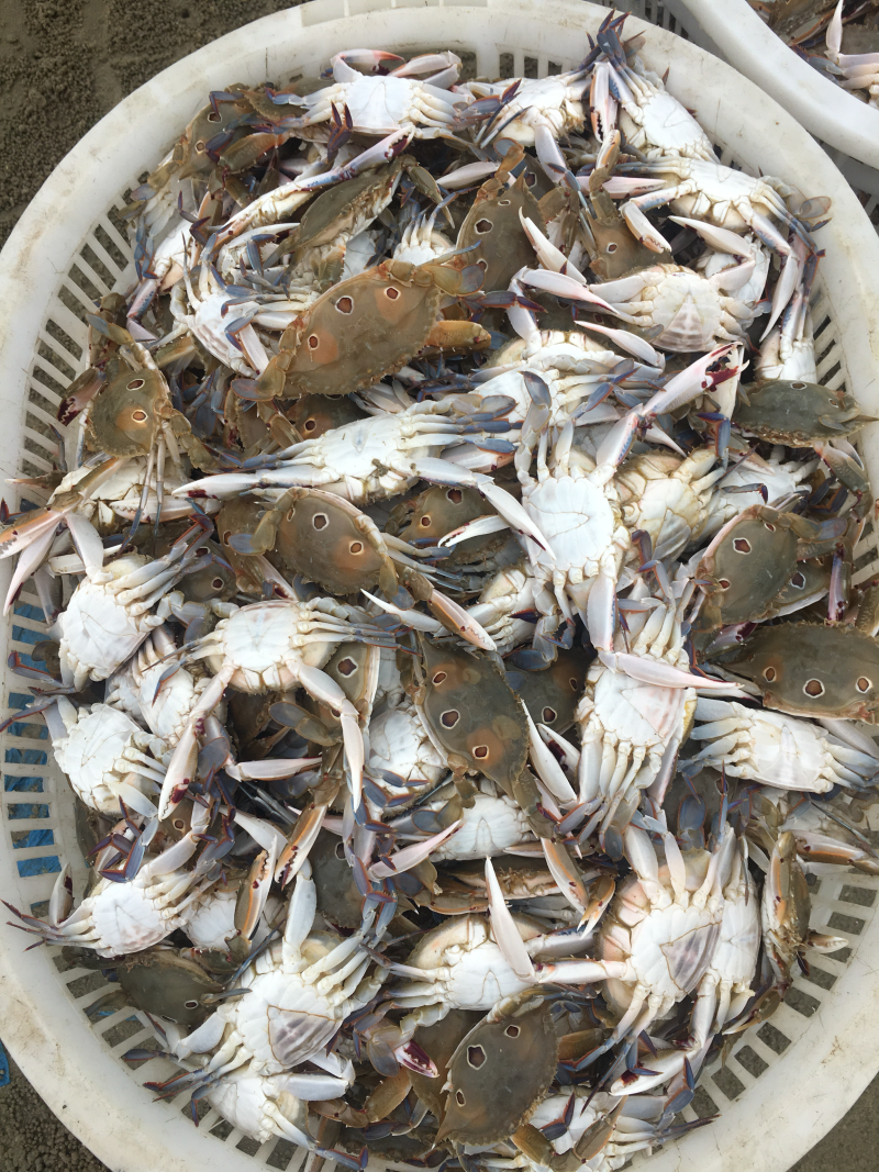 三点蟹