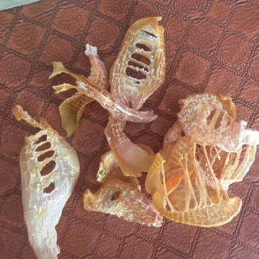 玉兰片