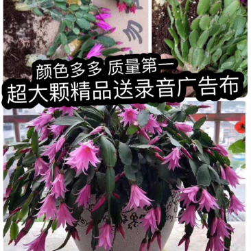天子兰蟹爪兰