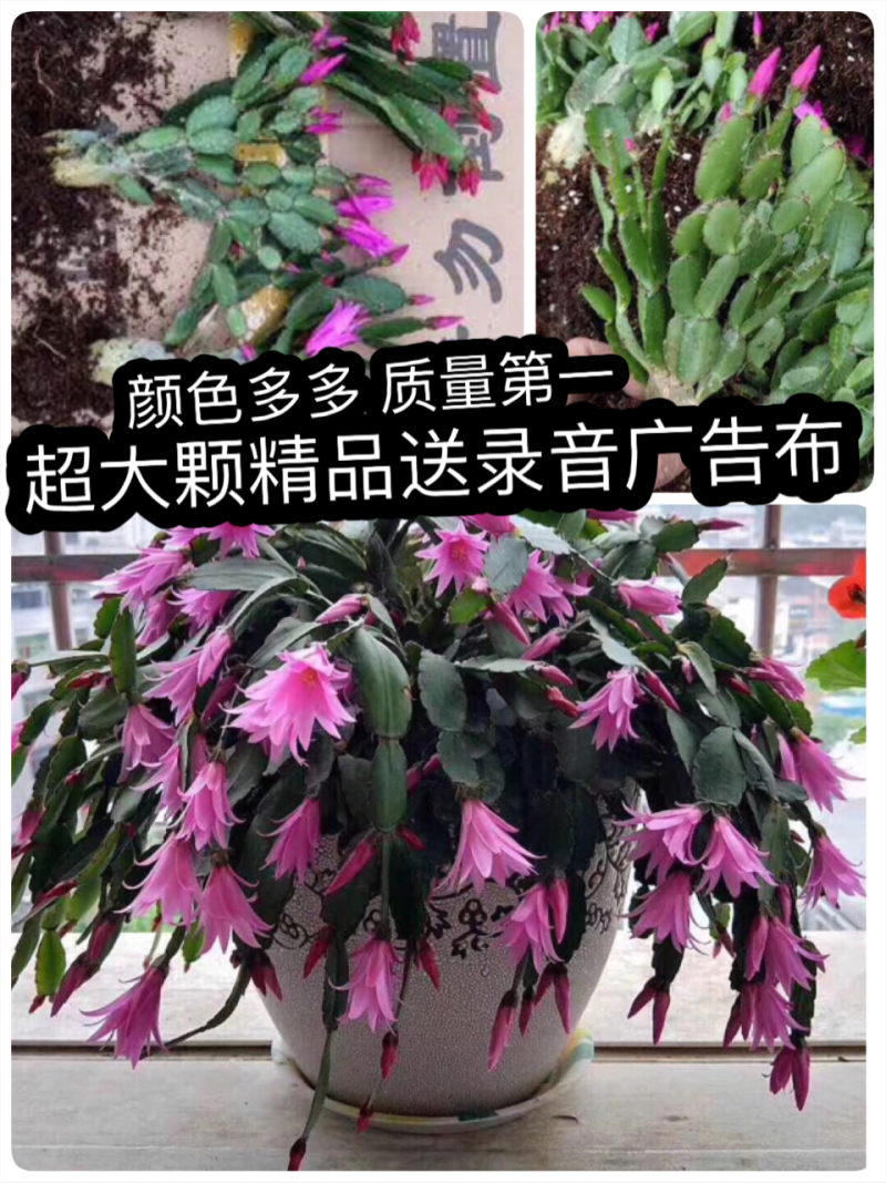 天子兰蟹爪兰