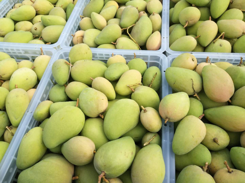 台芒生次果