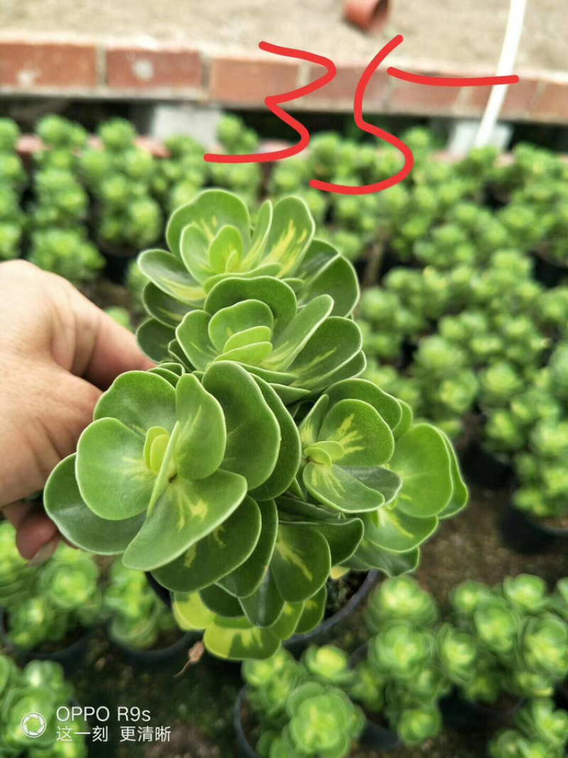 金钱木自然锦