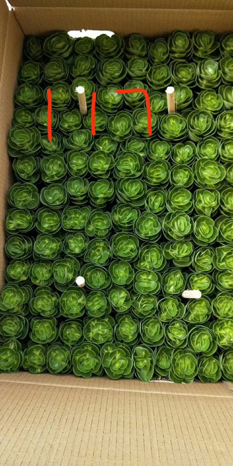 金钱木自然锦