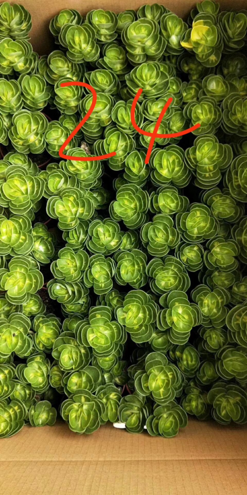 金钱木自然锦