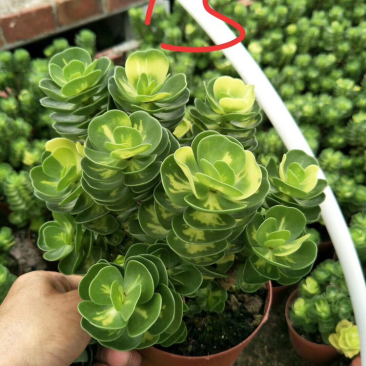 金钱木自然锦