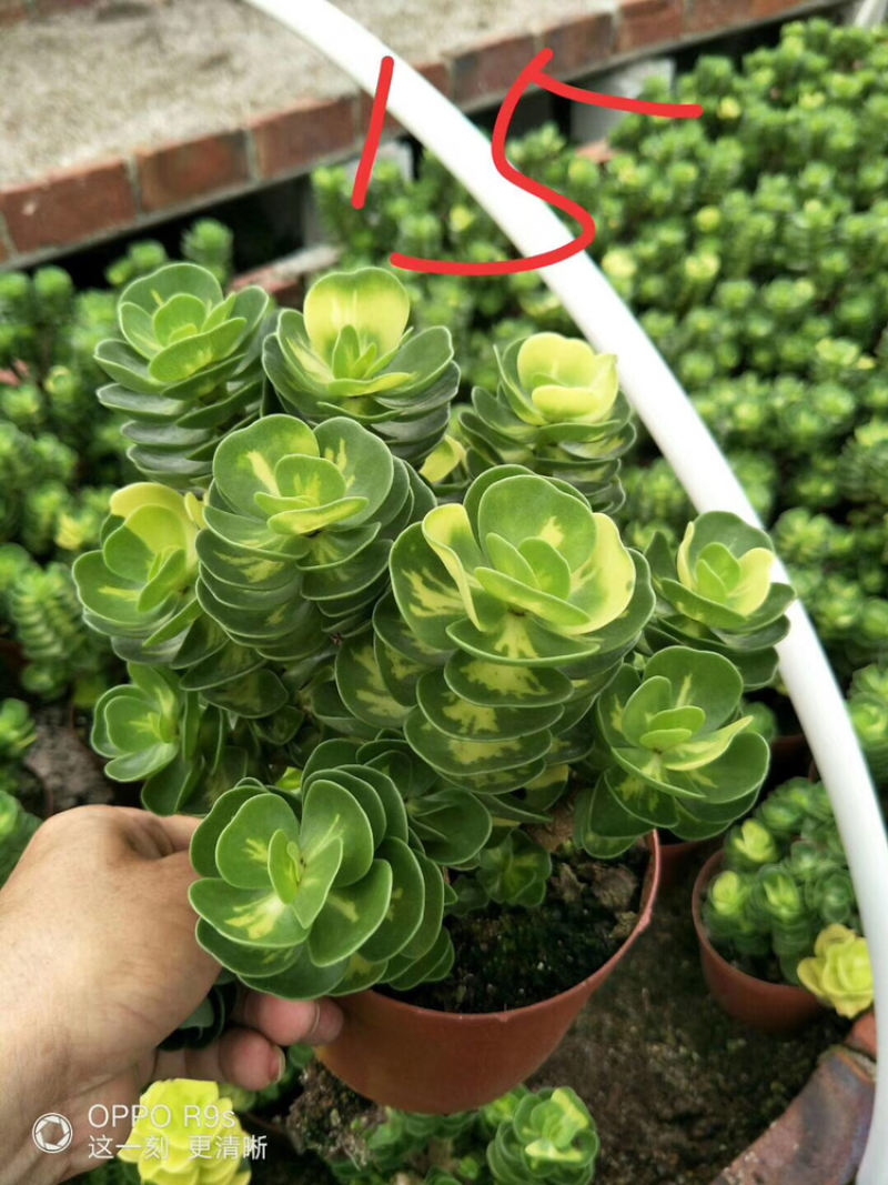 金钱木自然锦