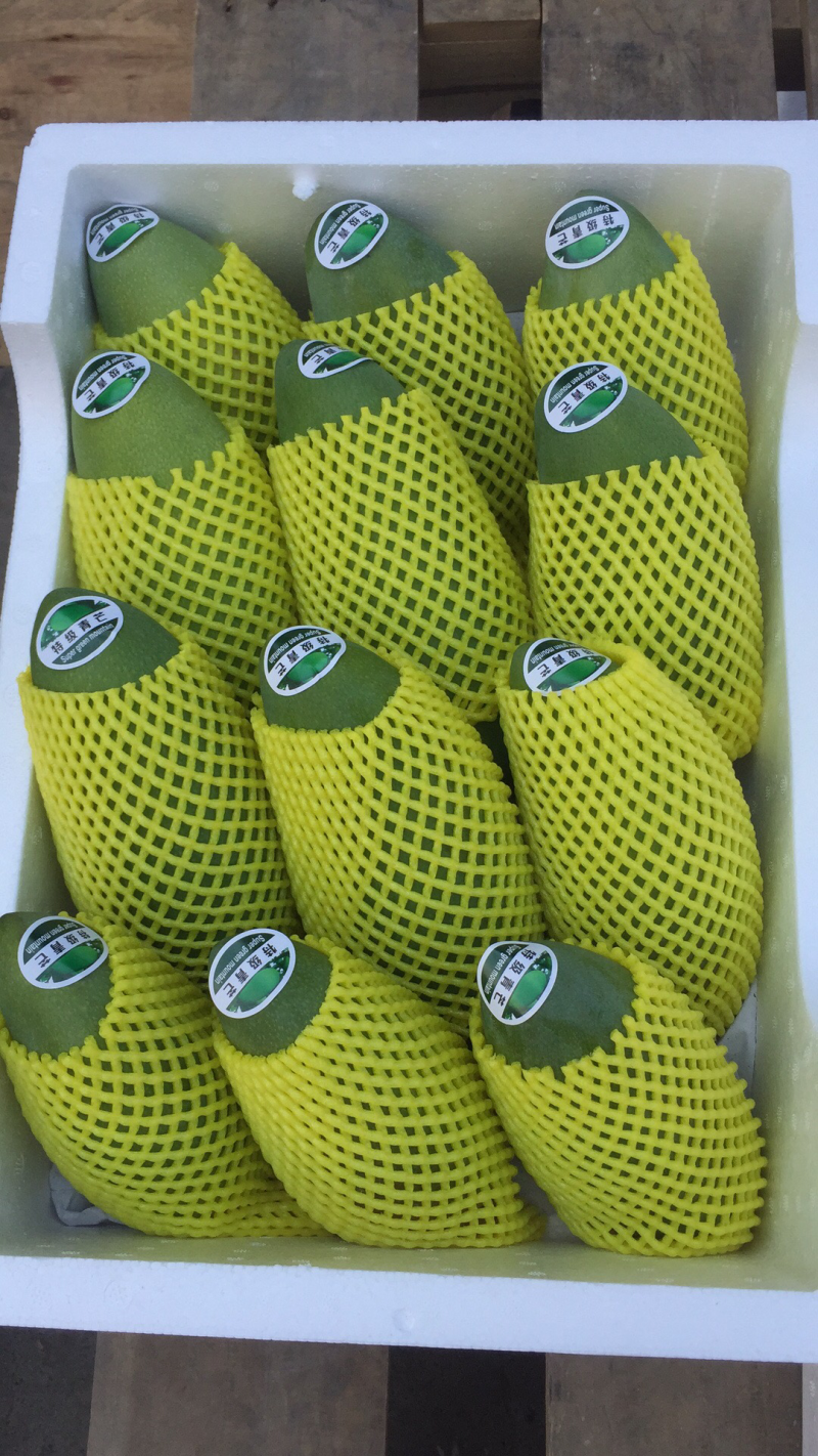 大青芒