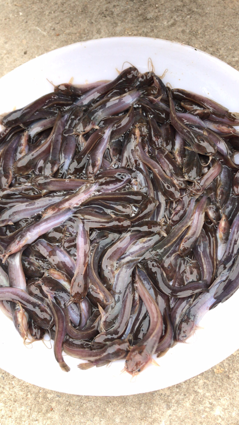 三黄塘角鱼苗，全国发货，