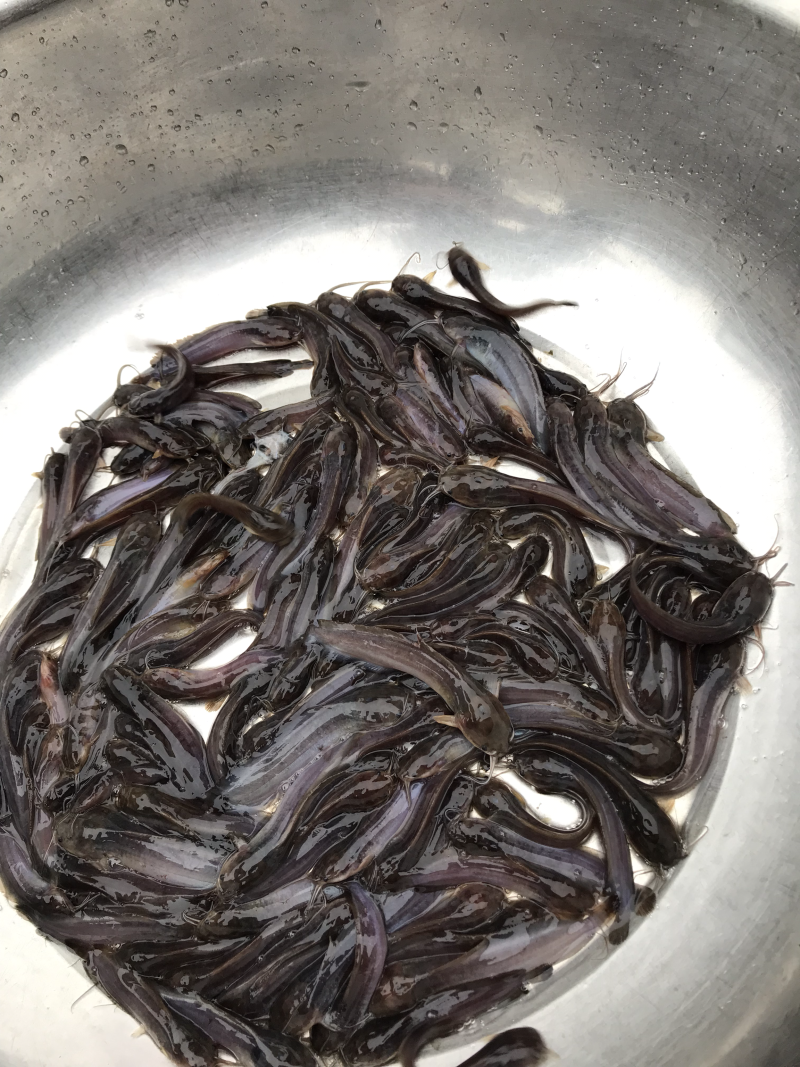 三黄塘角鱼苗，全国发货，
