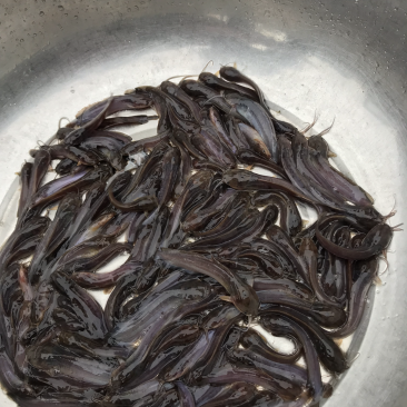 三黄塘角鱼苗，全国发货，
