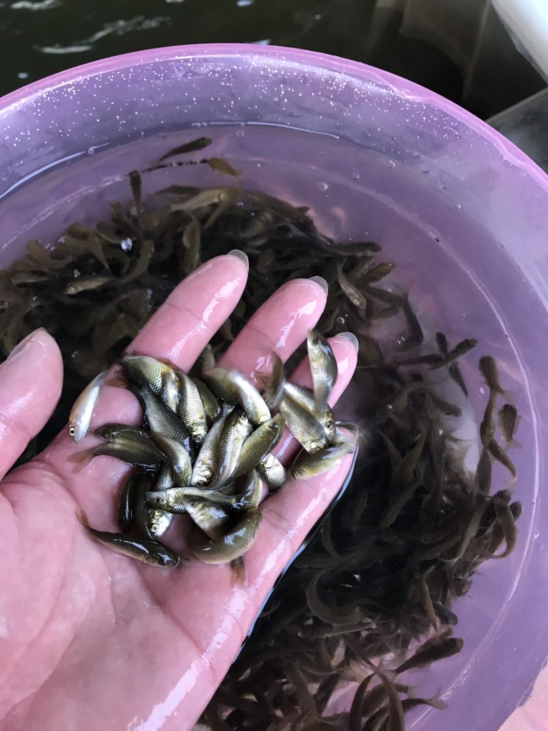 鲤鱼苗，全国发货，质量优先