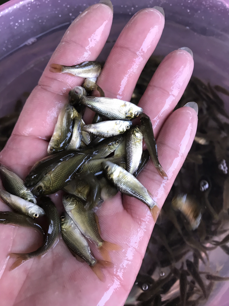 鲤鱼苗，全国发货，质量优先