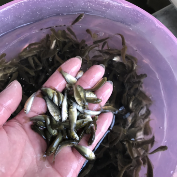 鲤鱼苗，全国发货，质量优先