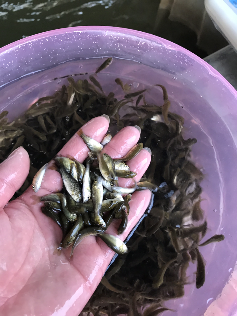 鲤鱼苗，全国发货，质量优先
