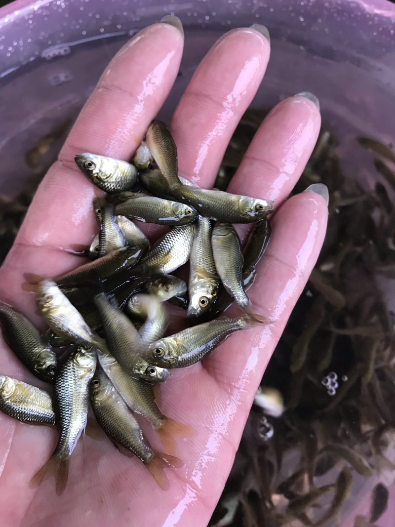 鲤鱼苗，全国发货，质量优先