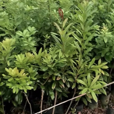 嫁接东魁杨梅树苗白杨梅多品种选择南北方种植果树苗当年结果