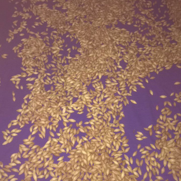 桂花种子