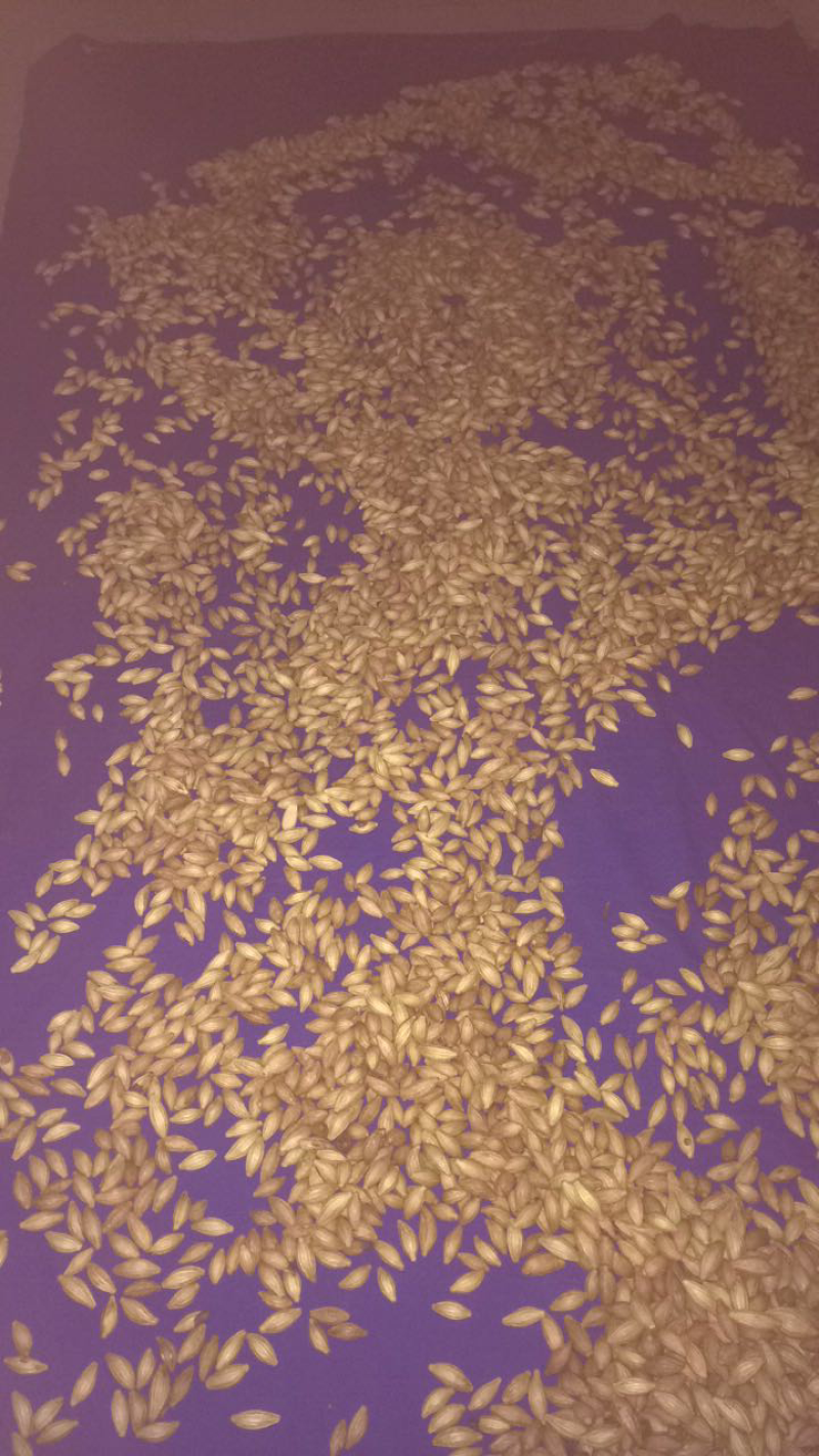 桂花种子