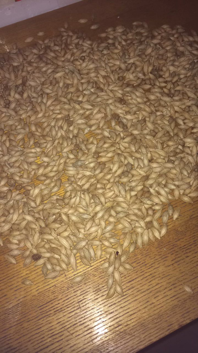 桂花种子