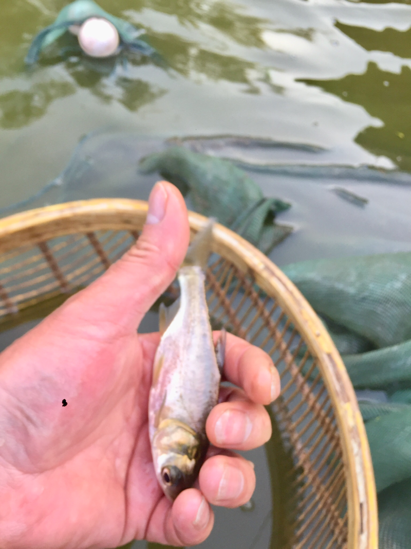 草鱼鲤鱼，花鲢，青鱼，鲫鱼，以为各种名贵鱼苗
