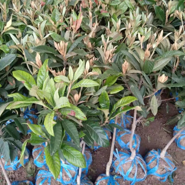 枇杷苗嫁接枇杷树苗大五星南方北方种植盆栽地栽特大果树苗琵