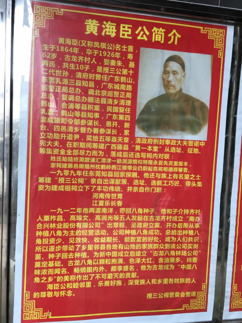 嫁接优良品种八角树苗