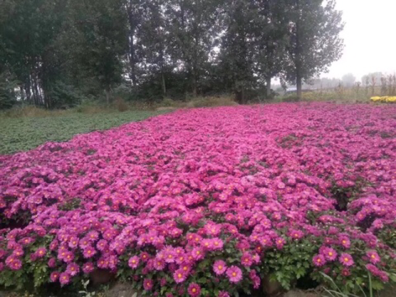 菊花苗