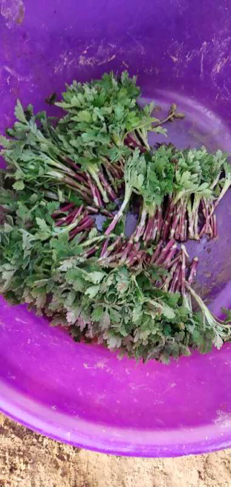 菊花苗