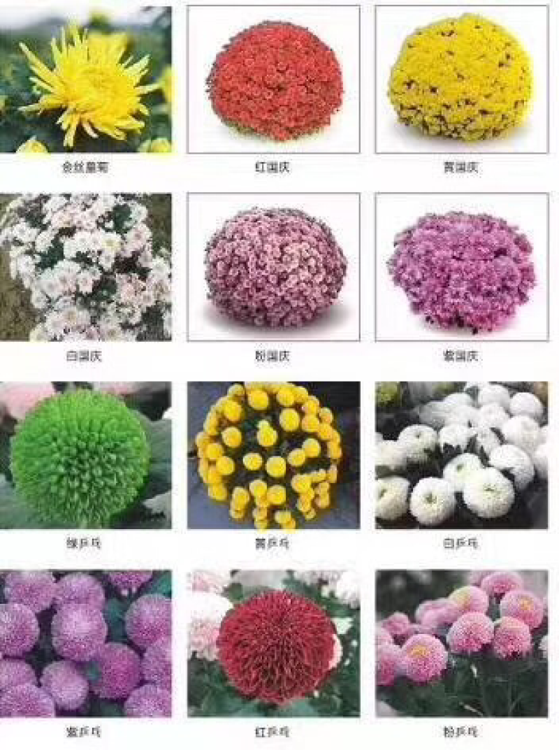 菊花苗