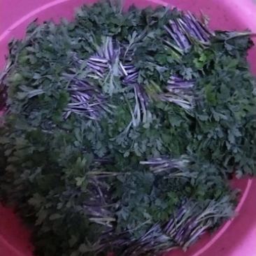 菊花苗