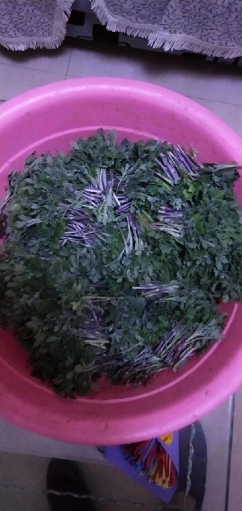 菊花苗
